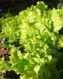 'Australian Yellow'