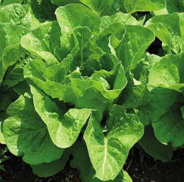 'Jericho'