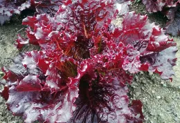 'Merlot'
