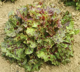 'Mottistone'