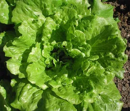 'Nevada'