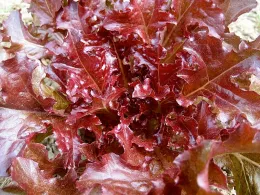 'Red Salad Bowl'