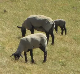 Sheep