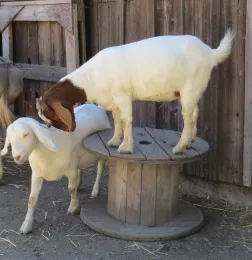 Goats