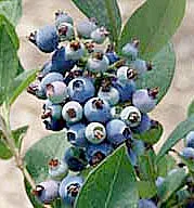 Blueberries