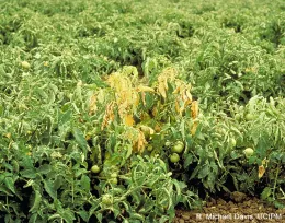 Fusarium Wilt on Tomato Foliage.