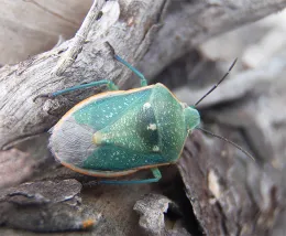 Say stink bug.
