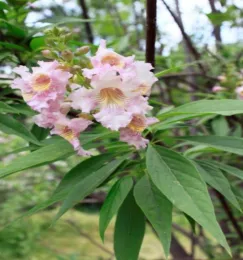 Chitalpa Flowers (from: wikimedia.org)