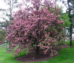 Dolgo Crabapple in Bloom (from: wikipedia.org)