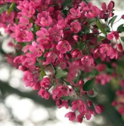 Dolgo Crabapple Flowers, closeup (from: wikimedia.org)
