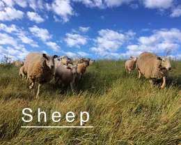sheepbutton