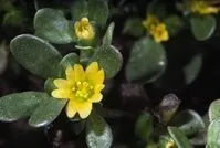 Figure 1. Common purslane.