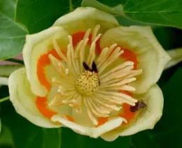 Tulip Tree Flower in the Spring (from: DePauw Univ.)