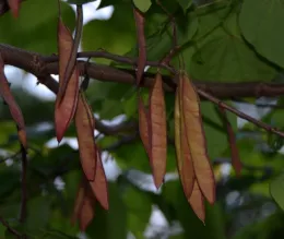 Eastern Redbud Dried Seed Pods (agardenforall.com)