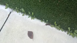 real weeds in fake turf Sosnoskie