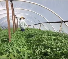 hoophouse3