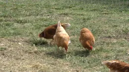 3 chickens scratching ground