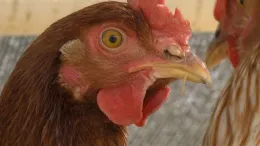 Chicken head_CU