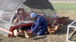 Egg collection_LS