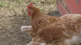 Profile chicken