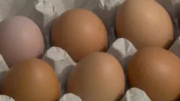 Eggs in tray_CU