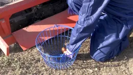 Egg Collection_MS