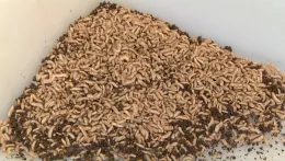 Squirming larvae_LS