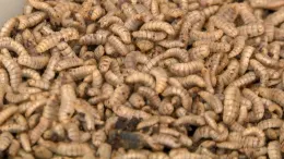 Squirming larvae_MS