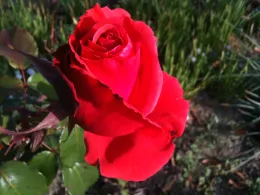 Mr. Lincoln rose