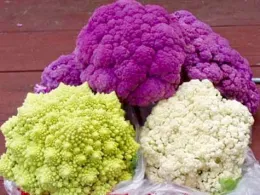 Cauliflowers Graffiti (purple), Romanesco (green), and Snowball (white)