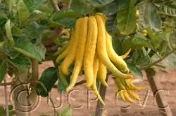 buddhas hand
