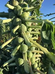Brussels sprouts develop on the stalk where the leaves attach
