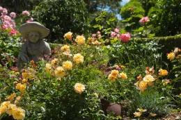 garden of roses