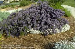 Mulch conserves moisture around landscape plants.