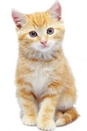 Who Me?