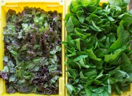 Lettuce