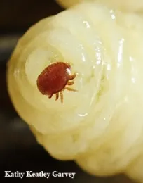 Close-up of a varroa mite on a drone pupa. (Photo by Kathy Keatley Garvey)
