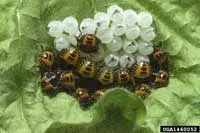 Newly hatched nymphs