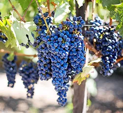 Grapevine