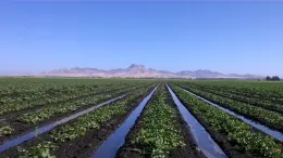 cantaloupe D11 2