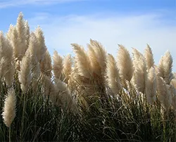 Invasive Plants