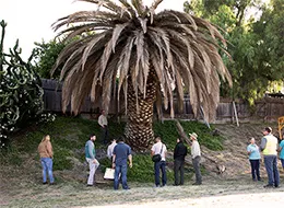 Invasive Tree Pests