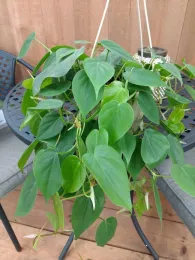 Heartleaf Philodendron by E. Warne