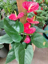 Anthurium Flamingo Flower by E. Warne