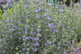 Bluebeard in full bloom