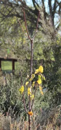 Pluot 'Geo Pride' after pruning