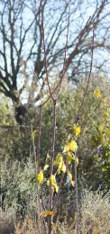Pluot 'Geo Pride' before pruning