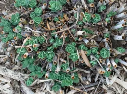 Sedum 'Autumn Joy' is pruned when we see new growth at the base of the plant