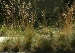 California fescue before pruning