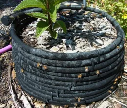 Honey bees drinking from soaker hose